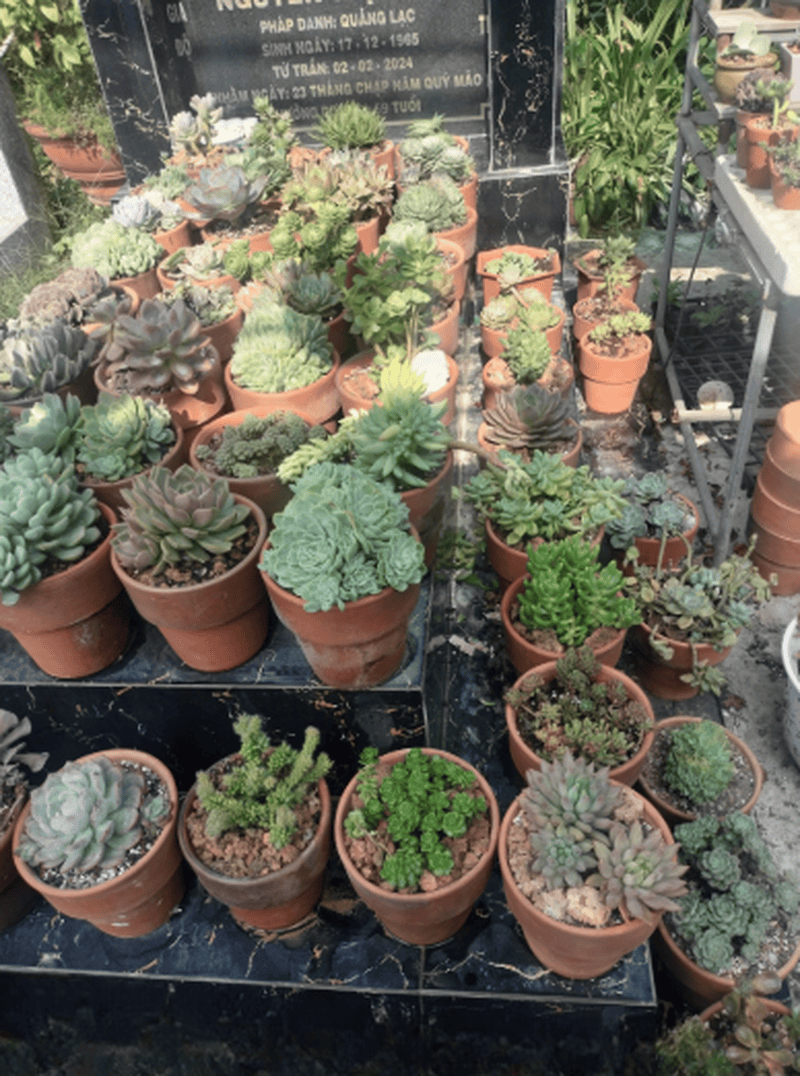  Ngoài lựa chọn màu sắc phù hợp, gia chủ cần trồng sen đá đúng cách để đảm bảo cây được tươi tốt