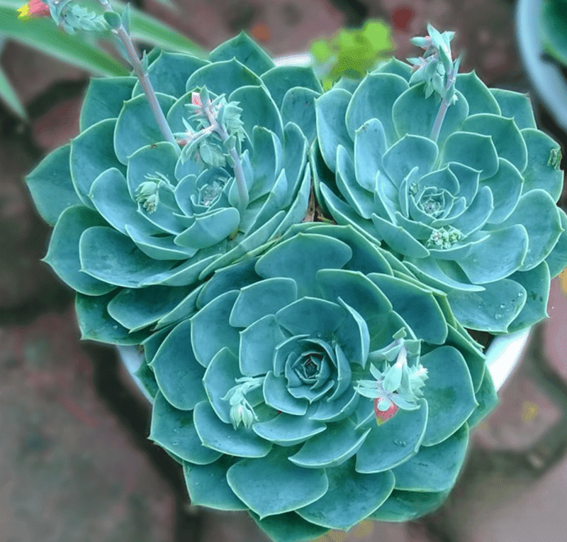 Người mệnh Thủy phù hợp với sen đá màu xanh biển, mang vẻ đẹp trong trẻo