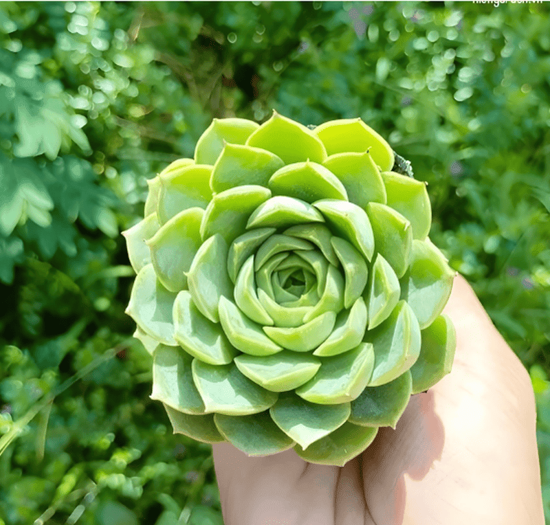 Sen đá ngọc phù hợp với người đã khuất có mệnh Mộc