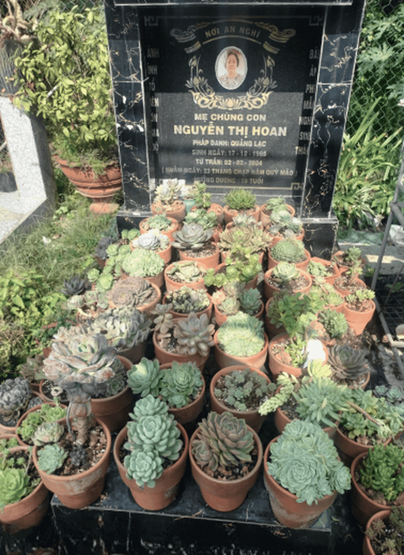 Trồng sen đá và các loài hoa ở mộ giúp tăng thẩm mỹ, tạo sự thanh tịnh