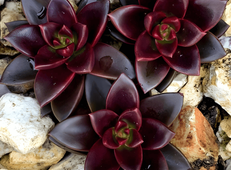 Với người mệnh Thủy, sen đá vàng là lựa chọn phù hợp đảm bảo phong thủy