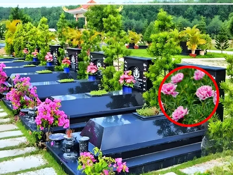Hoa mười giờ phù hợp nhất với mộ cải táng, mộ xây nhỏ hoặc mộ có lỗ thông thiên nông