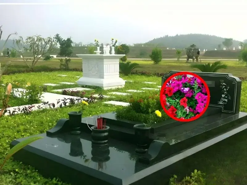 Trồng dạ yến thảo trên mộ mang ý nghĩa gửi gắm mong ước cuộc sống bình an, may mắn và sung túc cho gia đình