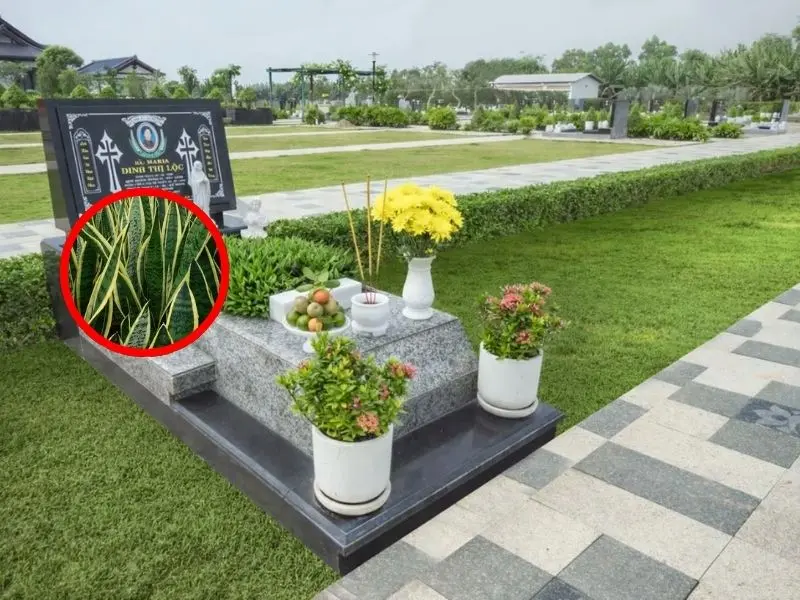 Cây lưỡi hổ tượng trưng cho sự che chở của con cháu đối với người đã khuất